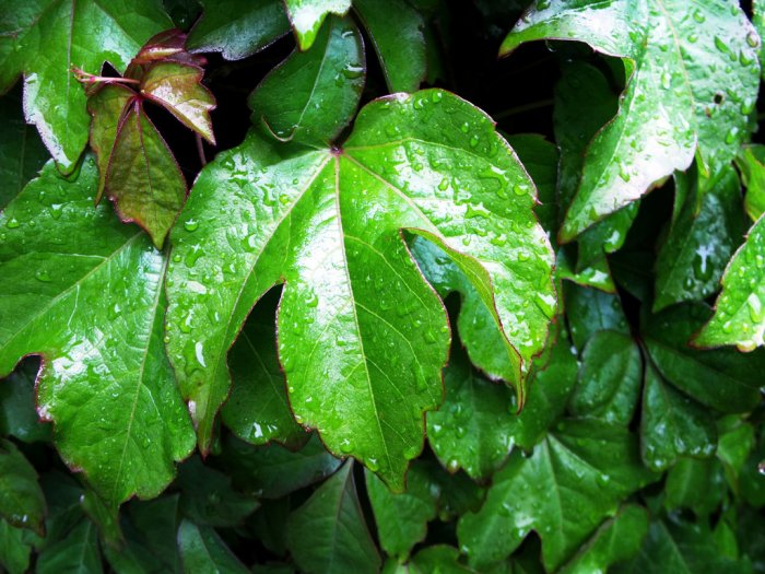 Boston ivy